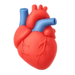 Heart (1)