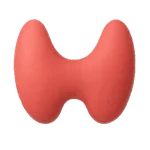 Thyroid