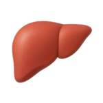 Liver